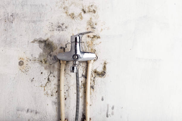 Best Preventive Mold Services in El Cenizo, TX
