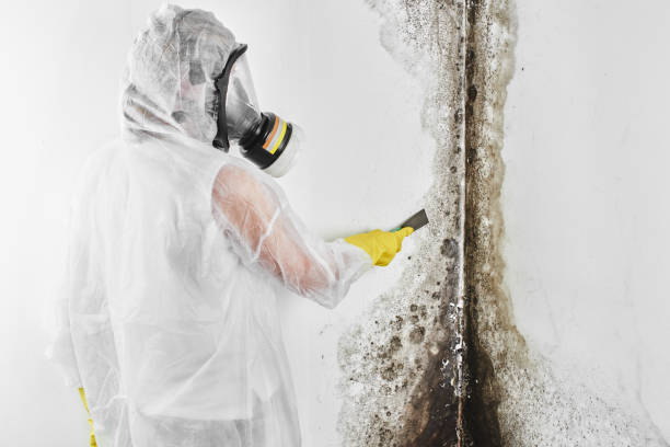 Best Mold Remediation for Schools in El Cenizo, TX