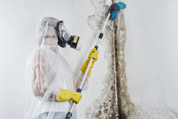  El Cenizo, TX Mold Removal Pros