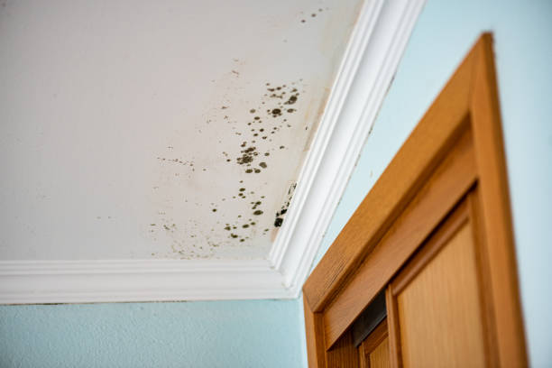 Best Commercial Mold Remediation in El Cenizo, TX