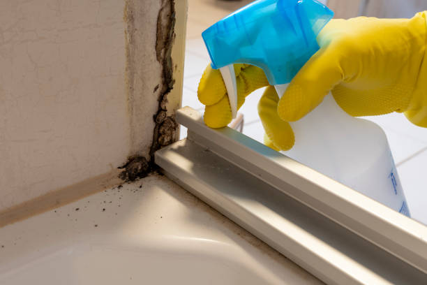 Best Industrial Mold Remediation in El Cenizo, TX