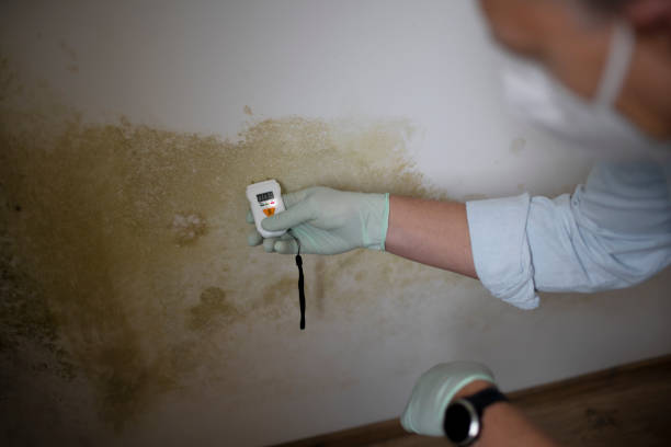 Best DIY Mold Remediation Support Services in El Cenizo, TX