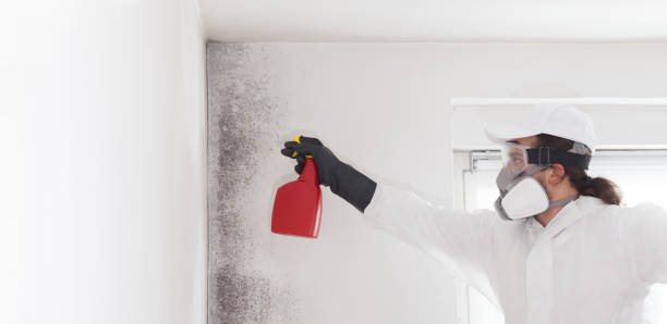 Best Health and Safety Mold Remediation in El Cenizo, TX