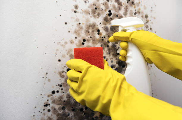 Best HVAC Mold Remediation in El Cenizo, TX