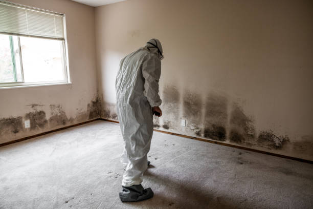 Best Post-Flood Mold Remediation in El Cenizo, TX