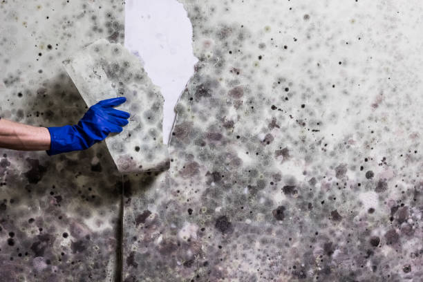 Best Attic Mold Remediation in El Cenizo, TX