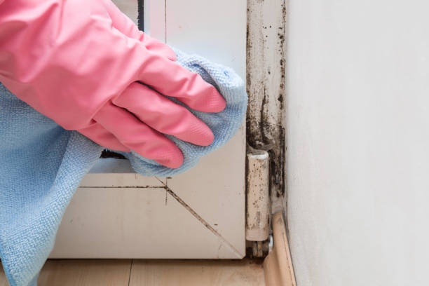 Best Insurance-Related Mold Remediation in El Cenizo, TX