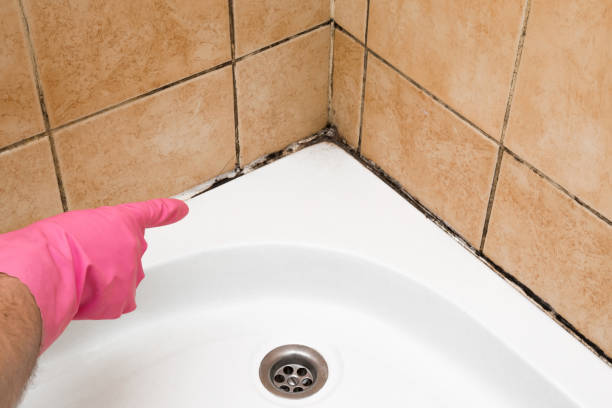Best Crawl Space Mold Remediation in El Cenizo, TX